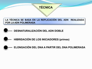 TÈCNICALA TÈCNICA SE BASA EN LA REPLICACIÒN DEL ADN  REALIZADA POR LA ADN POLIMERASADESNATURALIZACIÒN DEL ADN DOBLEHIBRIDACIÒN DE LOS INICIADORES (primes)ELONGACIÒN DEL DNA A PARTIR DEL DNA POLIMERASA