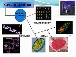 ASPECTO CIENTÌFICOQUÈ SE ANALIZA?POLIMORFISMO YADN mtGENÒMICO