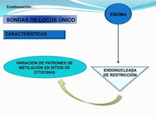 Continuación…ENZIMASONDAS DE LOCUS ÙNICOCARACTERÌSTICASVARIACIÒN DE PATRONES DE METILACIÒN EN SITIOS DE CITOCINASENDONUCLEASA DE RESTRICCIÒN