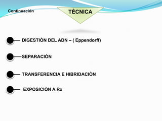 Continuación TÈCNICADIGESTIÒN DEL ADN – ( Eppendorff)SEPARACIÒNTRANSFERENCIA E HIBRIDACIÒN EXPOSICIÒN A Rx