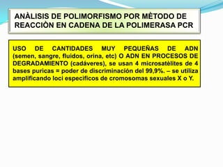 ANÀLISIS DE POLIMORFISMO POR MÈTODO DE REACCIÒN EN CADENA DE LA POLIMERASA PCRUSO DE CANTIDADES MUY PEQUEÑAS DE ADN (semen, sangre, fluidos, orina, etc) O ADN EN PROCESOS DE DEGRADAMIENTO (cadáveres), se usan 4 microsatèlites de 4 bases purìcas = poder de discriminación del 99,9%. – se utiliza amplificando lociespecìficos de cromosomas sexuales X o Y.