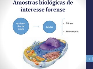 Amostras biológicas de
interesse forense
6
Qualquer
tipo de
tecido
Células
- Núcleo
- Mitocôndrias
 