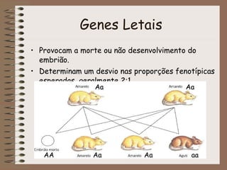 Genes Letais <ul><li>Provocam a morte ou não desenvolvimento do embrião. </li></ul><ul><li>Determinam um desvio nas propor...