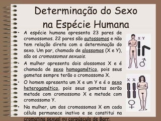 Determinação do Sexo na Espécie Humana <ul><li>A espécie humana apresenta 23 pares de cromossomos. 22 pares são  autossomo...