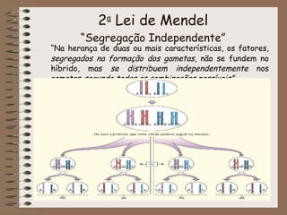 2 a  Lei de Mendel “Segregação Independente” <ul><li>“ Na herança de duas ou mais características, os fatores,  segregados...