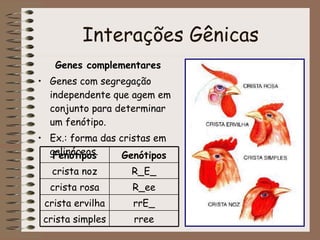 Interações Gênicas <ul><li>Genes complementares </li></ul><ul><li>Genes com segregação independente que agem em conjunto p...
