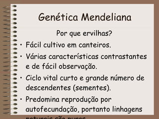 Genética Mendeliana <ul><li>Por que ervilhas? </li></ul><ul><li>Fácil cultivo em canteiros. </li></ul><ul><li>Várias carac...