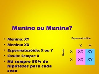 Menino ou Menina?
• Menino: XY
• Menina: XX
• Espermatozóide: X ou Y
• Óvulo: Sempre X
• Há sempre 50% de
hipóteses para cada
sexo
X Y
X XX XY
X XX XY
Espermatozóide
Óvulo
 