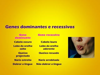 Genes dominantes e recessivos
Gene
dominante
Gene recessivo
Cabelo escuro Cabelo louro
Lobo da orelha
solto
Lobo da orelha
aderente
Queixo
projectado
Queixo recuado
Nariz estreito Nariz arrebitado
Dobrar a língua Não dobrar a língua
 