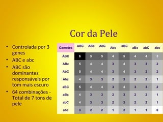 Cor da Pele
• Controlada por 3
genes
• ABC e abc
• ABC são
dominantes
responsáveis por
tom mais escuro
• 64 combinações -
Total de 7 tons de
pele
Gametes
 ABC
 
 ABc
 
 AbC
 
 Abc 
 aBC
 
 aBc   abC   abc 
ABC 6 5 5 4 5 4 4 3
ABc 5 4 4 3 4 3 3 2
AbC 5 4 4 3 4 3 3 2
Abc 4 3 3 2 3 2 2 1
aBC 5 4 4 3 4 3 3 2
aBc 4 3 3 2 3 2 2 1
abC 4 3 3 2 3 2 2 1
abc 3 2 2 1 2 1 1 0
 