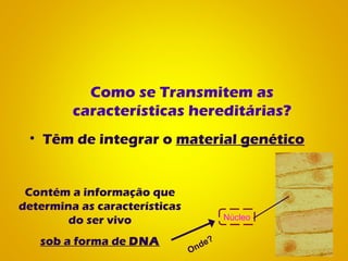 Como se Transmitem as
características hereditárias?
• Têm de integrar o material genético
Contém a informação que
determina as características
do ser vivo
sob a forma de DNA
Onde?
Núcleo
 