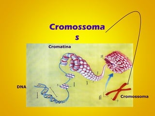 Cromossoma
s
DNA
Cromossoma
Cromatina
 