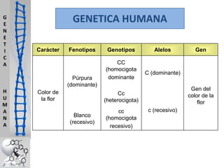 G
E
N
E
T
I
C
A

GENETICA HUMANA
Carácter

Fenotipos

Púrpura
(dominante)

H
U
M
A
N
A

Color de
la flor

Genotipos
CC
(homocigota
dominante

Alelos

C (dominante)
Gen del
color de la
flor

Cc
(heterocigota)

Blanco
(recesivo)

cc
(homocigota
recesivo)

Gen

c (recesivo)

 