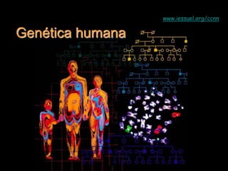 Genética humana 
www.iessuel.org/ccnn 
 