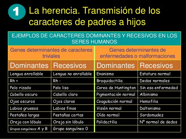 Caracteres Dominantes Y Recesivos En El Ser Humano es.slideshare.net