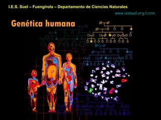 I.E.S. Suel – Fuengirola – Departamento de Ciencias Naturales Genética humana www.iessuel.org/ccnn 