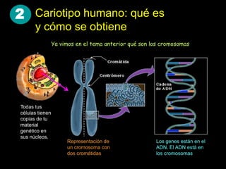 2 Cariotipo humano: qué es
      y cómo se obtiene
                 Ya vimos en el tema anterior qué son los cromosomas




Todas tus
células tienen
copias de tu
material
genético en
sus núcleos.
                      Representación de                Los genes están en el
                      un cromosoma con                 ADN. El ADN está en
                      dos cromátidas                   los cromosomas
 