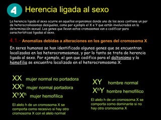 Herencia ligada al sexo La herencia ligada al sexo ocurre en aquellos organismos donde uno de los sexo contiene un par de heterocromosomas desiguales, como por ejemplo el X e Y que están involucrados en la determinación sexual. Los genes que llevan estos cromosomas van a codificar para características ligadas al sexo.  En seres humanos se han identificado algunos genes que se encuentran localizados en los heterocromosomas, y por lo tanto se trata de herencia ligada al sexo. Por ejemplo, el gen que codifica para el  daltonismo  y la  hemofilia  se encuentra localizado en el heterocromosoma X.  XX  mujer normal no portadora XX h  mujer normal portadora X h X h  mujer hemofílica XY  hombre normal X h Y   hombre hemofílico El alelo h de un cromosoma X se comporta como recesivo si hay otro cromosoma X con el alelo normal El alelo h de un cromosoma X se comporta como dominante si no hay otro cromosoma X 4.1.-   Anomalías debidas a alteraciones en los genes del cromosoma X 4 