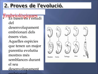 • Es basen en l’estudi
del
desenvolupament
embrionari dels
éssers vius.
Aquelles espècies
que tenen un major
parentiu evolutiu
mostres més
semblances durant
el seu
desenvolupament
Embriològiques
 