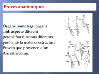 Òrgans homòlegs: òrgans
amb aspecte diferent
perquè fan funcions diferents,
però amb la mateixa estructura.
Proven que provenen d’un
Ancestre comú.
 