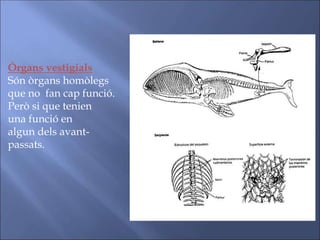 Òrgans vestigials
Són òrgans homòlegs
que no fan cap funció.
Però si que tenien
una funció en
algun dels avant-
passats.
 