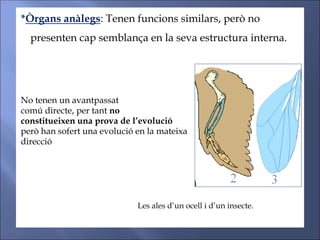*Òrgans anàlegs: Tenen funcions similars, però no
presenten cap semblança en la seva estructura interna.
No tenen un avantpassat
comú directe, per tant no
constitueixen una prova de l’evolució
però han sofert una evolució en la mateixa
direcció
Les ales d’un ocell i d’un insecte.
 