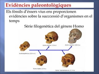 Els fòssils d’éssers vius ens proporcionen
evidències sobre la succcessió d’organismes en el
temps
Sèrie filogenètica del gènere Homo
 