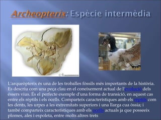L'arqueòpterix és una de les troballes fòssils més importants de la història.
Es descriu com una peça clau en el coneixement actual de l'evolució dels
éssers vius. És el perfecte exemple d'una forma de transició, en aquest cas
entre els rèptils i els ocells. Comparteix característiques amb els rèptils com
les dents, les urpes a les extremitats superiors i una llarga cua òssia; i
també comparteix característiques amb els ocells actuals ja que posseeix
plomes, ales i espoleta, entre molts altres trets
 