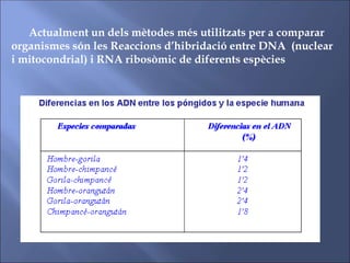 Actualment un dels mètodes més utilitzats per a comparar
organismes són les Reaccions d’hibridació entre DNA (nuclear
i mitocondrial) i RNA ribosòmic de diferents espècies
 