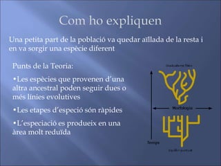 Una petita part de la població va quedar aïllada de la resta i
en va sorgir una espècie diferent
Punts de la Teoria:
•Les espècies que provenen d’una
altra ancestral poden seguir dues o
més línies evolutives
•Les etapes d’especió són ràpides
•L’especiació es produeix en una
àrea molt reduïda
 