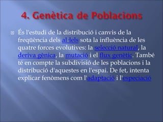  És l'estudi de la distribució i canvis de la
freqüència dels al·lels sota la influència de les
quatre forces evolutives: la selecció natural, la
deriva gènica, la mutació i el flux genètic. També
té en compte la subdivisió de les poblacions i la
distribució d'aquestes en l'espai. De fet, intenta
explicar fenòmens com l'adaptació i l'especiació
 