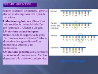 Segons l'extensió del material genètic
afectat, es distingeixen tres tipus de
mutacions:
1. Mutacions gèniques: alteracions
de la seqüència de nucleòtids d’un
gen (puntuals). Afecten a un gen.
2.Mutacions cromosòmiques:
alteracions de la seqüència de gens
d'un cromosoma, afectant a l'ordre o
al nombre dels gens dintre d'un
cromosoma. Afecten a un
cromosoma.
3.Mutacions genòmiques: alteracions
del nombre de cromosomes. Afecten
al genoma o la dotació cromosòmica.
TIPUS DE MUTACIONS
Mutacions gèniques
 