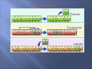Mutació cromosòmica
 