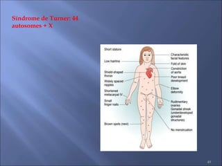 49
Síndrome de Turner: 44
autosomes + X
 