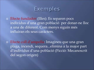  Efecte fundador (Illes): Es separen pocs
individus d’una gran població per donar-ne lloc
a una de diferent. Com menys siguin més
influiran els seus caràcters.
 Efecte coll d’ampolla: Imagineu que una gran
plaga, incendi, sequera...elimina a la major part
d’individus d’una població (Ficció: Mecanoscrit
del segon origen)
 