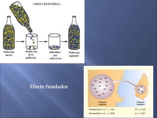 Efecte fundador
 