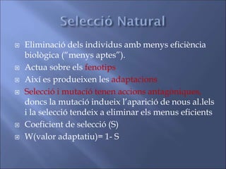  Eliminació dels individus amb menys eficiència
biològica (“menys aptes”).
 Actua sobre els fenotips
 Així es produeixen les adaptacions
 Selecció i mutació tenen accions antagòniques,
doncs la mutació indueix l’aparició de nous al.lels
i la selecció tendeix a eliminar els menus eficients
 Coeficient de selecció (S)
 W(valor adaptatiu)= 1- S
 
