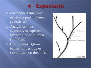  Formació d’una nova
espècie a partir d’una
preexistent.
 Anagènesi: Les
successives espècies
formen una sola línea
(Llinatge)
 Cladogènesi: Quan
formen línies que es
ramifiquen en dos més.
 
