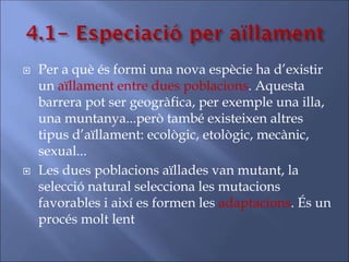  Per a què és formi una nova espècie ha d’existir
un aïllament entre dues poblacions. Aquesta
barrera pot ser geogràfica, per exemple una illa,
una muntanya...però també existeixen altres
tipus d’aïllament: ecològic, etològic, mecànic,
sexual...
 Les dues poblacions aïllades van mutant, la
selecció natural selecciona les mutacions
favorables i així es formen les adaptacions. És un
procés molt lent
 