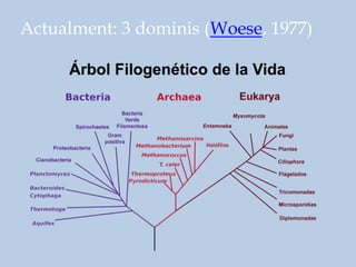 Actualment: 3 dominis (Woese, 1977)
 