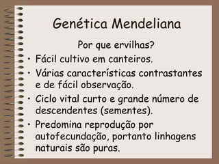 Genética Mendeliana
              Por que ervilhas?
•   Fácil cultivo em canteiros.
•   Várias características contrastant...