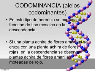 CODOMINANCIA (alelos 
codominantes) 
• En este tipo de herencia se expresa un 
fenotipo de tipo mosaico en la 
descendencia. 
• Si una planta achira de flores amarillas se 
cruza con una planta achira de flores 
rojas, en la descendencia se observan 
plantas achira de flores amarillas 
moteadas de rojo. 
 