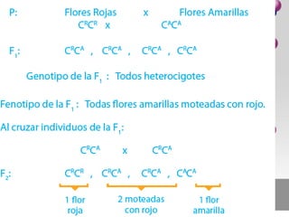 Genética: SEGUNDA LEY DE MENDEL