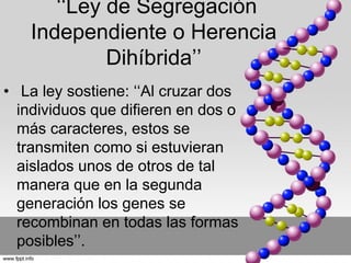 ‘‘Ley de Segregación 
Independiente o Herencia 
Dihíbrida’’ 
• La ley sostiene: ‘‘Al cruzar dos 
individuos que difieren en dos o 
más caracteres, estos se 
transmiten como si estuvieran 
aislados unos de otros de tal 
manera que en la segunda 
generación los genes se 
recombinan en todas las formas 
posibles’’. 
 