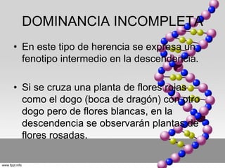 DOMINANCIA INCOMPLETA 
• En este tipo de herencia se expresa un 
fenotipo intermedio en la descendencia. 
• Si se cruza una planta de flores rojas 
como el dogo (boca de dragón) con otro 
dogo pero de flores blancas, en la 
descendencia se observarán plantas de 
flores rosadas. 
 