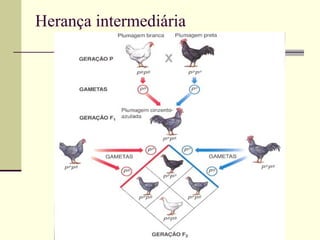 Herança intermediária
 