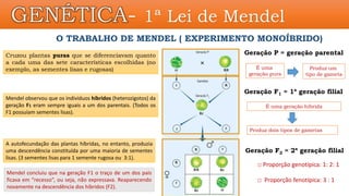 O TRABALHO DE MENDEL ( EXPERIMENTO MONOÍBRIDO)
Cruzou plantas puras que se diferenciavam quanto
a cada uma das sete características escolhidas (no
exemplo, as sementes lisas e rugosas)
Geração P = geração parental
Mendel observou que os indivíduos híbridos (heterozigotos) da
geração F1 eram sempre iguais a um dos parentais. (Todos os
F1 possuíam sementes lisas).
Geração F1 = 1ª geração filial
Geração F2 = 2ª geração filial
A autofecundação das plantas híbridas, no entanto, produzia
uma descendência constituída por uma maioria de sementes
lisas. (3 sementes lisas para 1 semente rugosa ou 3:1).
Mendel concluiu que na geração F1 o traço de um dos pais
ficava em “recesso”, ou seja, não expressava. Reaparecendo
novamente na descendência dos híbridos (F2).
É uma geração híbrida
Produz dois tipos de gametas
É uma
geração pura
Produz um
tipo de gameta
GENÉTICA- 1ª Lei de Mendel
□ Proporção genotípica: 1: 2: 1
□ Proporção fenotípica: 3 : 1
 