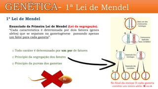 1ª Lei de Mendel
Enunciado da Primeira Lei de Mendel (Lei da segregação).
“Cada característica é determinada por dois fatores (genes
alelos) que se separam na gametogênese passando apenas
um fator para cada gameta”.
□ Princípio da segregação dos fatores
□ Princípio da pureza dos gametas
□ Todo caráter é determinado por um par de fatores
No final da meiose II cada gameta
contém um único alelo: R ou r.
Rr
GENÉTICA- 1ª Lei de Mendel
 