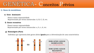 GENÉTICA- Conceitos Prévios
1) Bases do mendelismo
Dois genes alelos
dominantes
aa = homozigoto
Dois genes alelos
recessivos
A A a a
e) Gene dominante
Possui maior expressividade
Representado por letras maiúsculas: A, B, C, D, etc.
f) Genes recessivos
Possui menor expressividade
Representado por letras minúsculas: a, b, c, d, etc.
g) Homozigoto (Puro)
Indivíduo que apresenta dois genes alelos iguais para a determinação de uma característica
OU
 