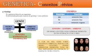 Genótipo Fenótipo
GENÉTICA- Conceitos Prévios
j) Fenótipo
É a aparência física de um organismo.
É determinada pela ação conjunta do genótipo + meio ambiente.
Fenótipo = genótipo + ambiente
Um mesmo genótipo pode expressar diferentes
de sua interação com o meio.
A cor da pele sofre forte
influência ambiental; pessoas com
mesmo genótipo podem
apresentar diferentes tons de
pele, dependendo da exposição à
radiação ultra-violeta.
Exemplo
Fenótipo
(expressão da
informação)
Genót
ipo
Outros
genes
(meio
interno)
Ambiente
(fatores
externos)
RR semente lisa
Rr
rr
semente lisa
semente rugosa
 